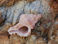 Chicoreus denudatus