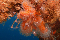 Ectopleura
