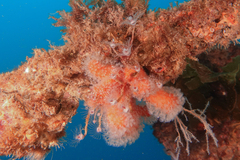 Ectopleura