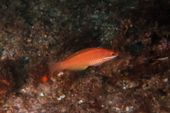 Pseudolabrus luculentus