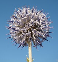 Echinops albicaulis