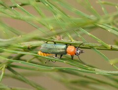 Chauliognathus tricolor