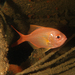 Redfish - Photo (c) lcolmer, some rights reserved (CC BY-NC), uploaded by lcolmer