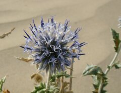 Echinops albicaulis