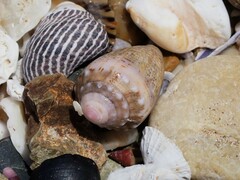 Conus coronatus