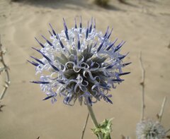 Echinops albicaulis