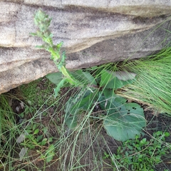 Berkheya rhapontica