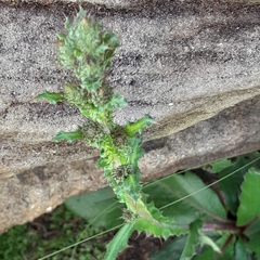 Berkheya rhapontica