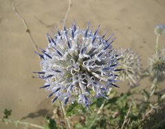 Echinops albicaulis