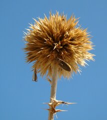 Echinops albicaulis