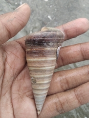 Telescopium telescopium