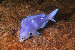 Chromis dispila