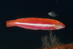 Suezichthys aylingi