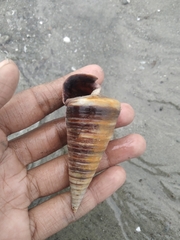 Telescopium telescopium