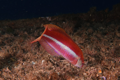 Suezichthys aylingi