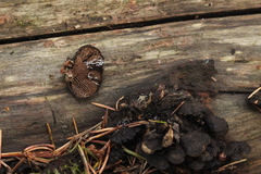 Gloeophyllum abietinum