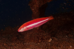 Suezichthys aylingi