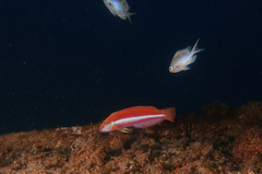 Suezichthys aylingi