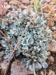 Eriogonum tenellum