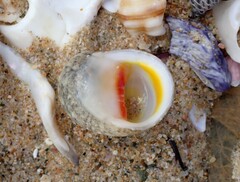 Nerita erythrostoma