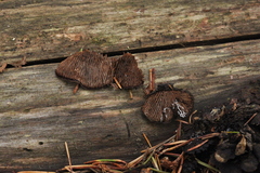 Gloeophyllum abietinum