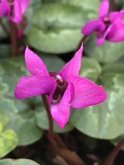 Cyclamen coum
