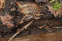 Gloeophyllum abietinum