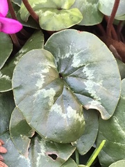 Cyclamen coum