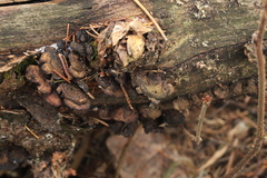 Gloeophyllum abietinum