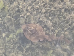 Trygonorrhina dumerilii