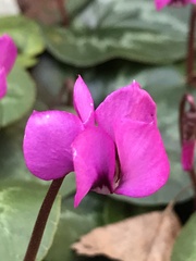 Cyclamen coum