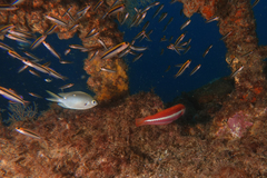 Forsterygion maryannae