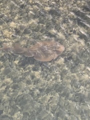 Trygonorrhina dumerilii