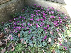 Cyclamen coum