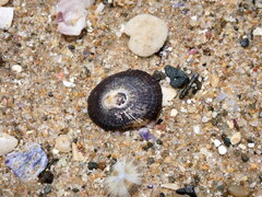 Scutellastra peronii