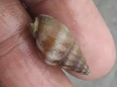 Mollusca