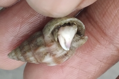 Mollusca