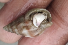 Mollusca
