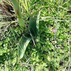 Satyrium longicauda longicauda
