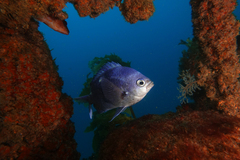 Chromis dispila