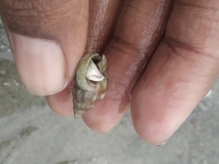Mollusca