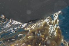 Hyperoglyphe antarctica