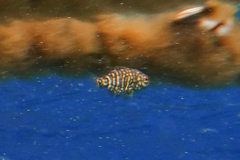 Hyperoglyphe antarctica