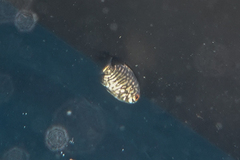 Hyperoglyphe antarctica