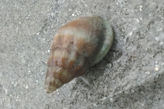Mollusca