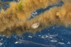 Hyperoglyphe antarctica