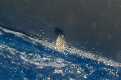 Hyperoglyphe antarctica