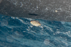 Hyperoglyphe antarctica