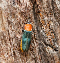 Chauliognathus tricolor