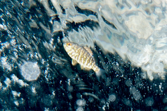 Hyperoglyphe antarctica